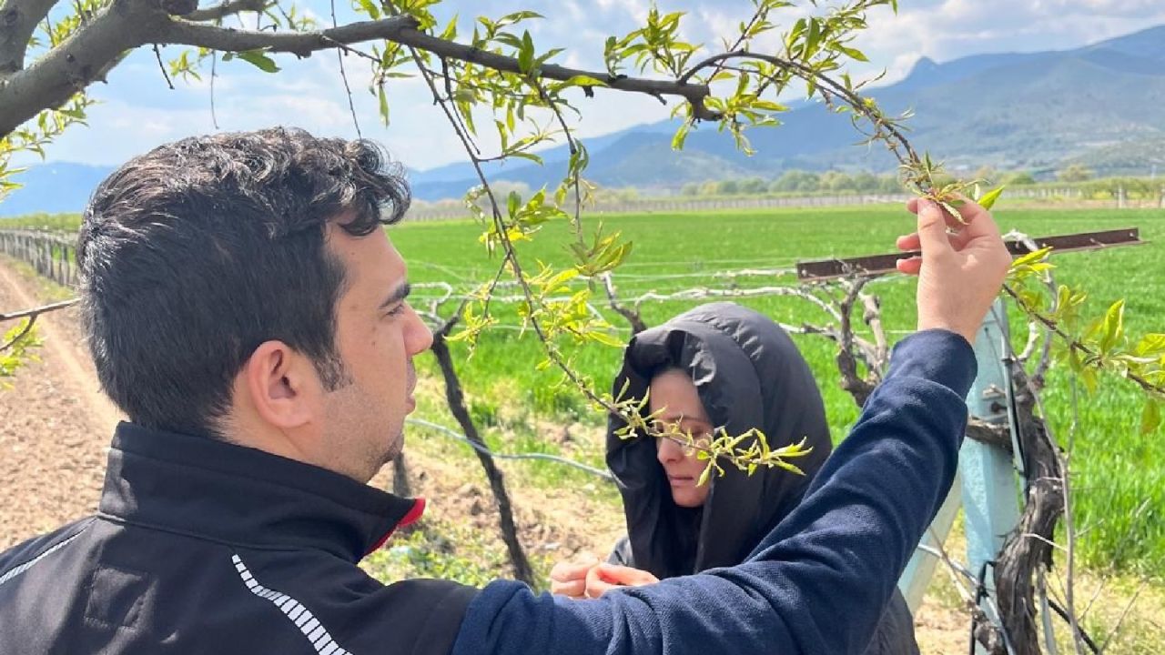 Kar ve Zirai Don, Fındık Rekoltesi ve Meyve Bahçeleri İçin Tehdit Oluşturdu
