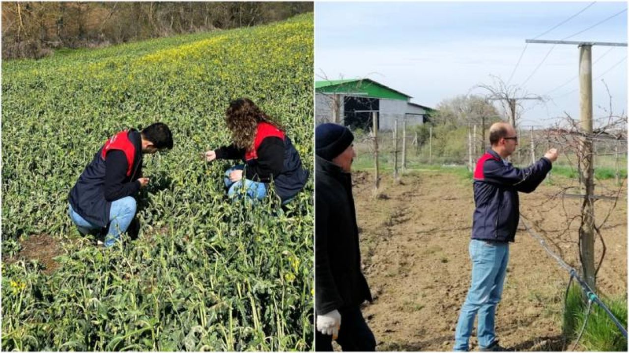 Trakya'daki Tarım Arazilerinde Zirai Don Hasar Tespiti Başladı