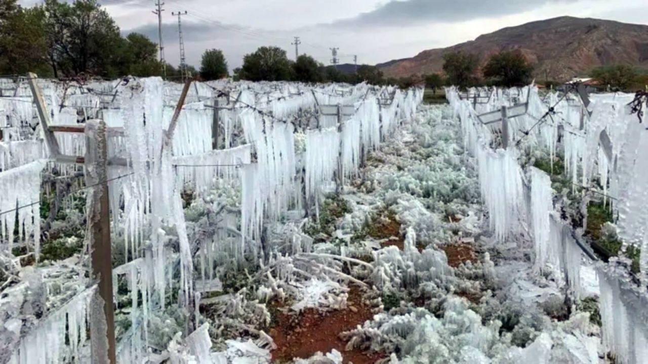 Don Zararına Uğrayan Üretici Sayısı 36 Bin 738'e Ulaştı, Bakanlık Açıkladı