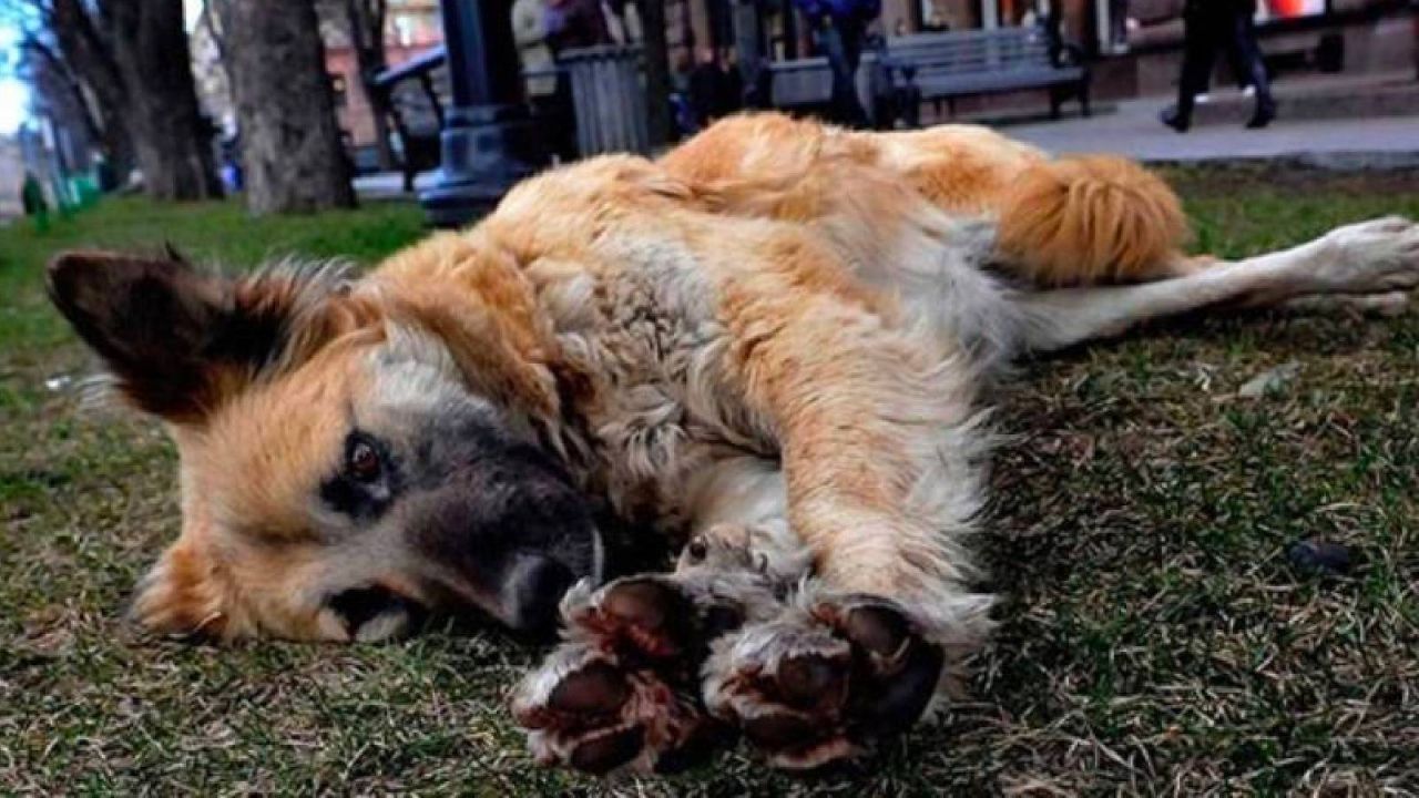 Bakan Yumaklı: Sahipsiz Köpek Denetimlerinde Veteriner Hekimler Devrede
