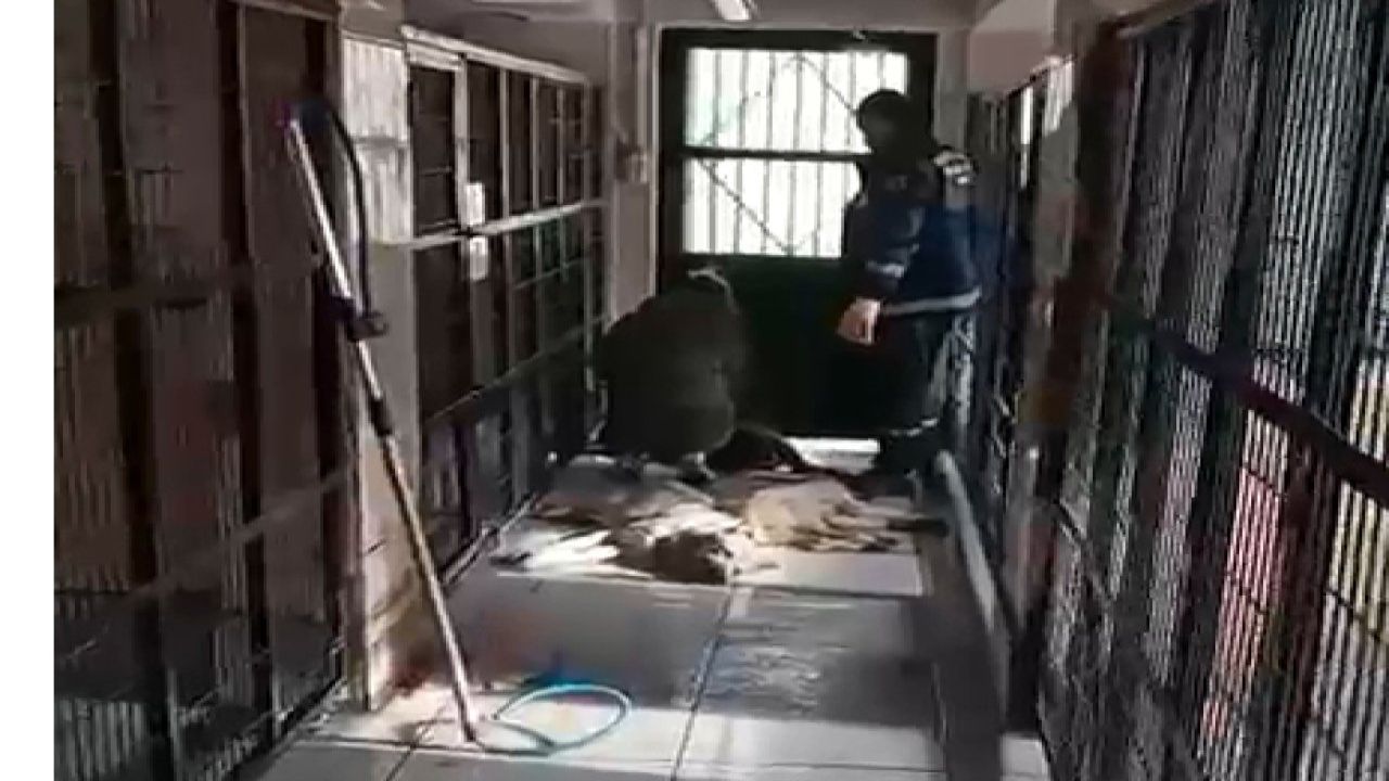 Barınakta İddialar Sonrası Müdür Görevden Alındı
