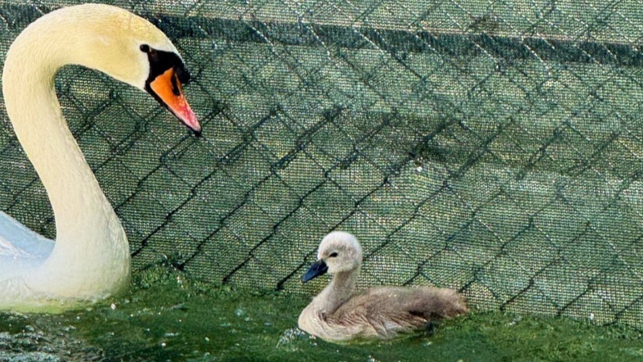 Kuğulu Park'ın Yeni Üyesi Parla Oldu

