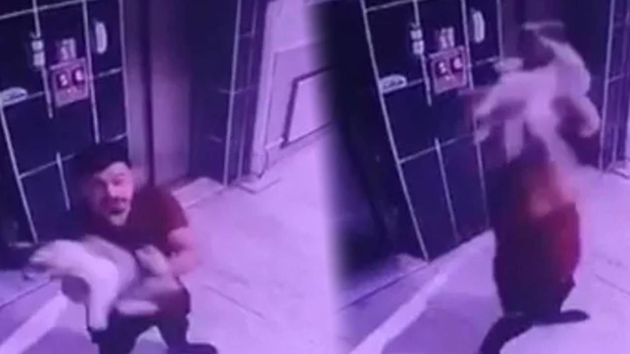 "Hamile Kedi Apartmanda Yere Fırlatıldı"
