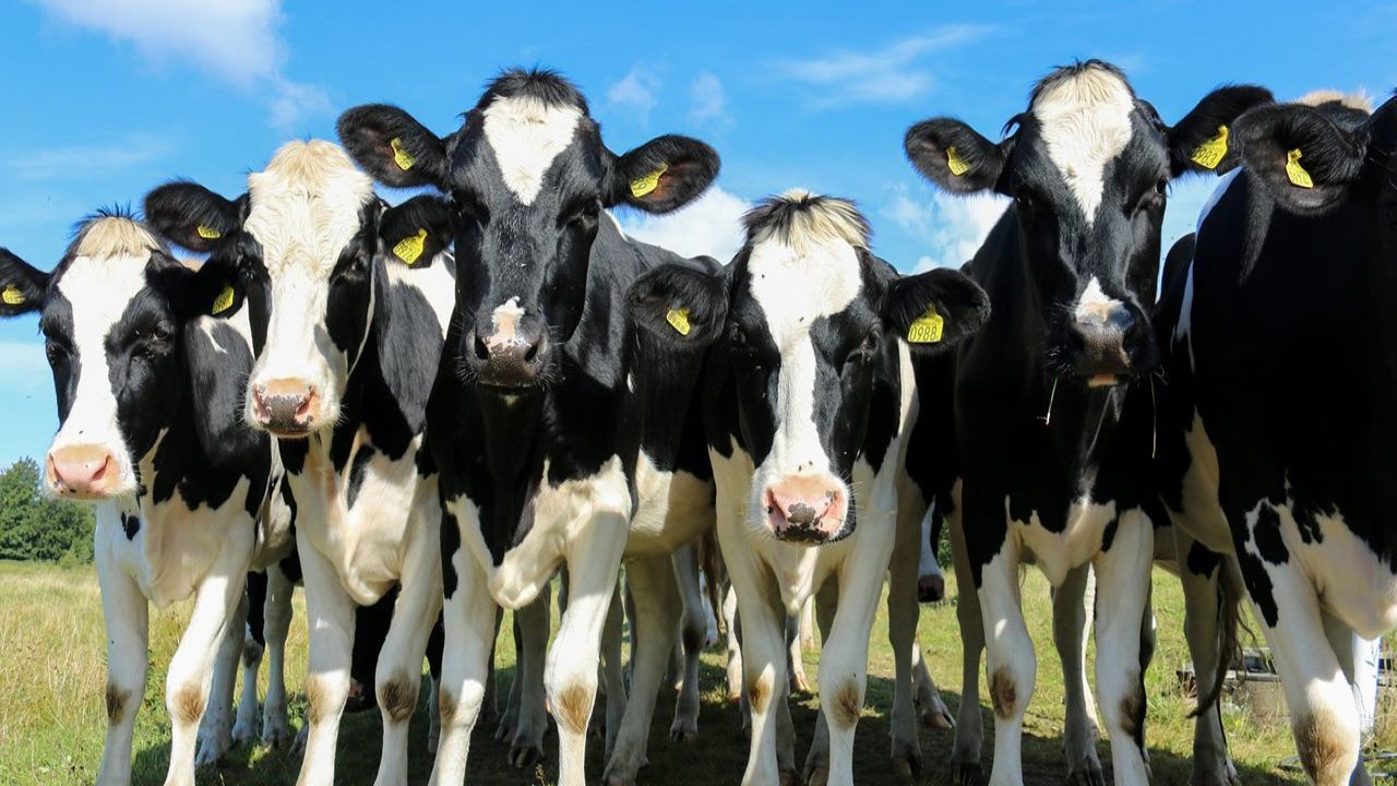 Şap Alarmı: Eskişehir ve Bartın Pazarları Tedbir Amaçlı Kapatıldı
