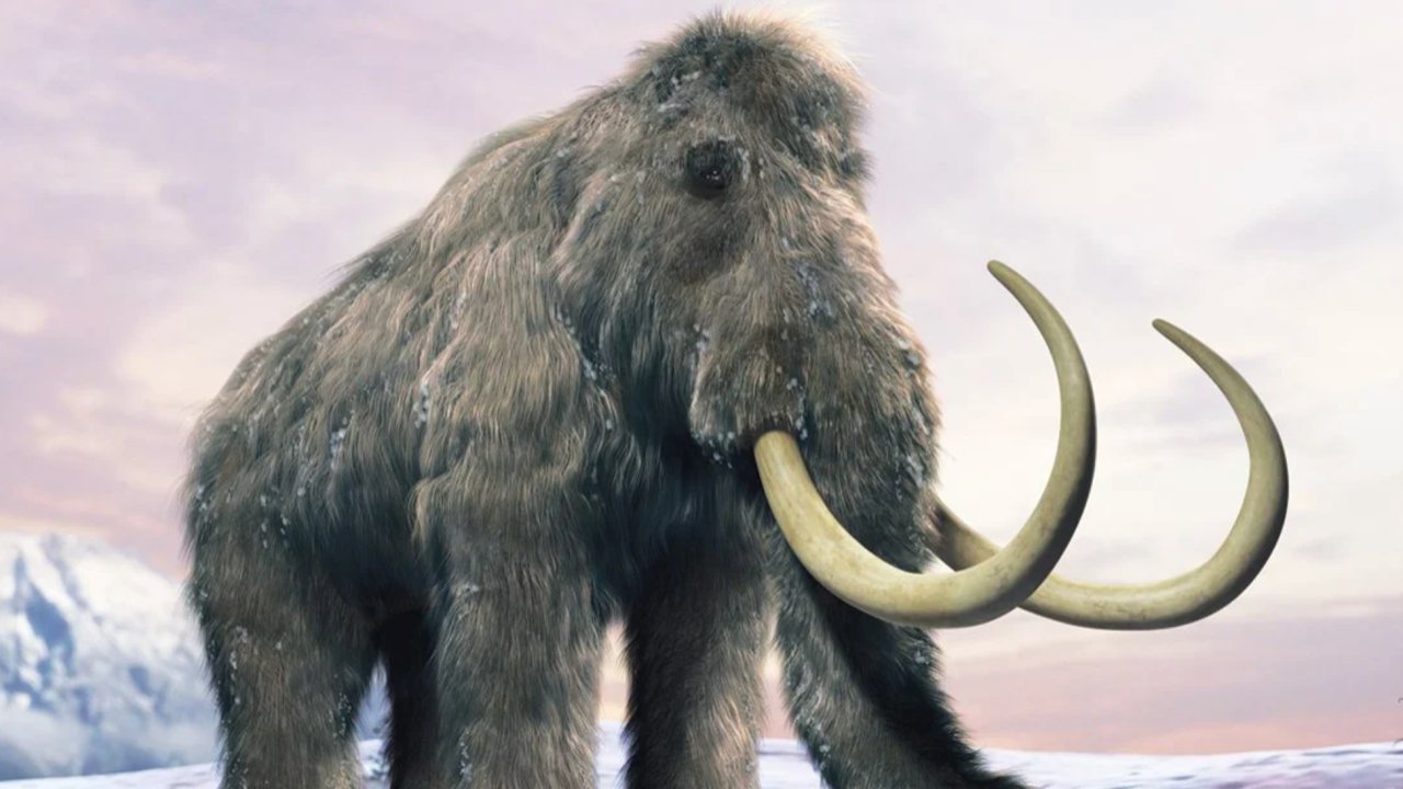 Harvard Araştırmacıları, Mamutları 4 Bin Yıl Sonra Geri Getirme Yolunda İlerliyor