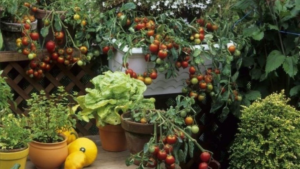 Balkonunuzda Yetiştirebileceğiniz 10 Kolay Sebze ve Meyve