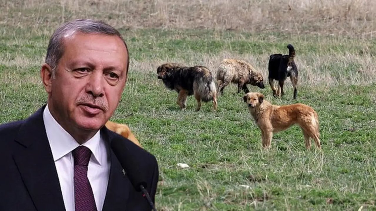 Erdoğan: Sokak Köpeği Konusunda Eleştirilere Sert Yanıt: "Katil Sürüleri Merhamet Dersi Veremez"