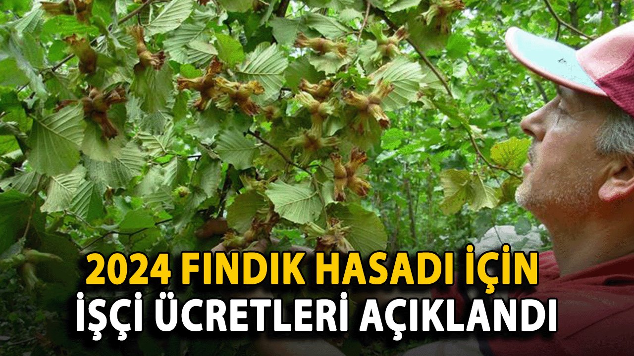 2024 Fındık Hasadı İçin İşçi Ücretleri Açıklandı