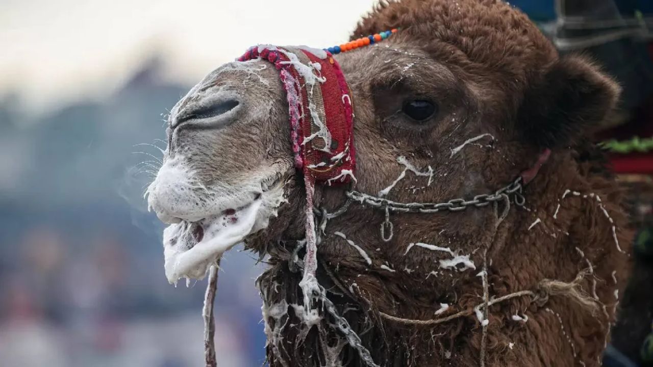 Güzellik Yarışmasında Botoks Skandalı Ortaya Çıktı